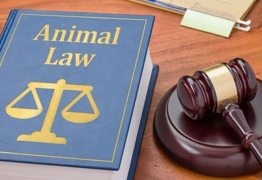 animal law